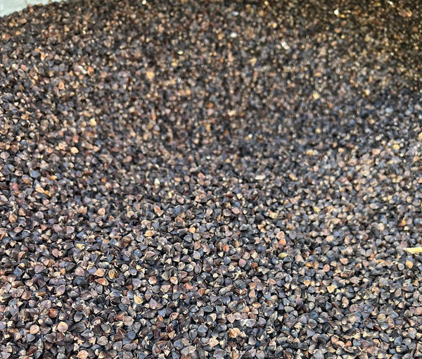 USDA Organic Buckwheat Seed