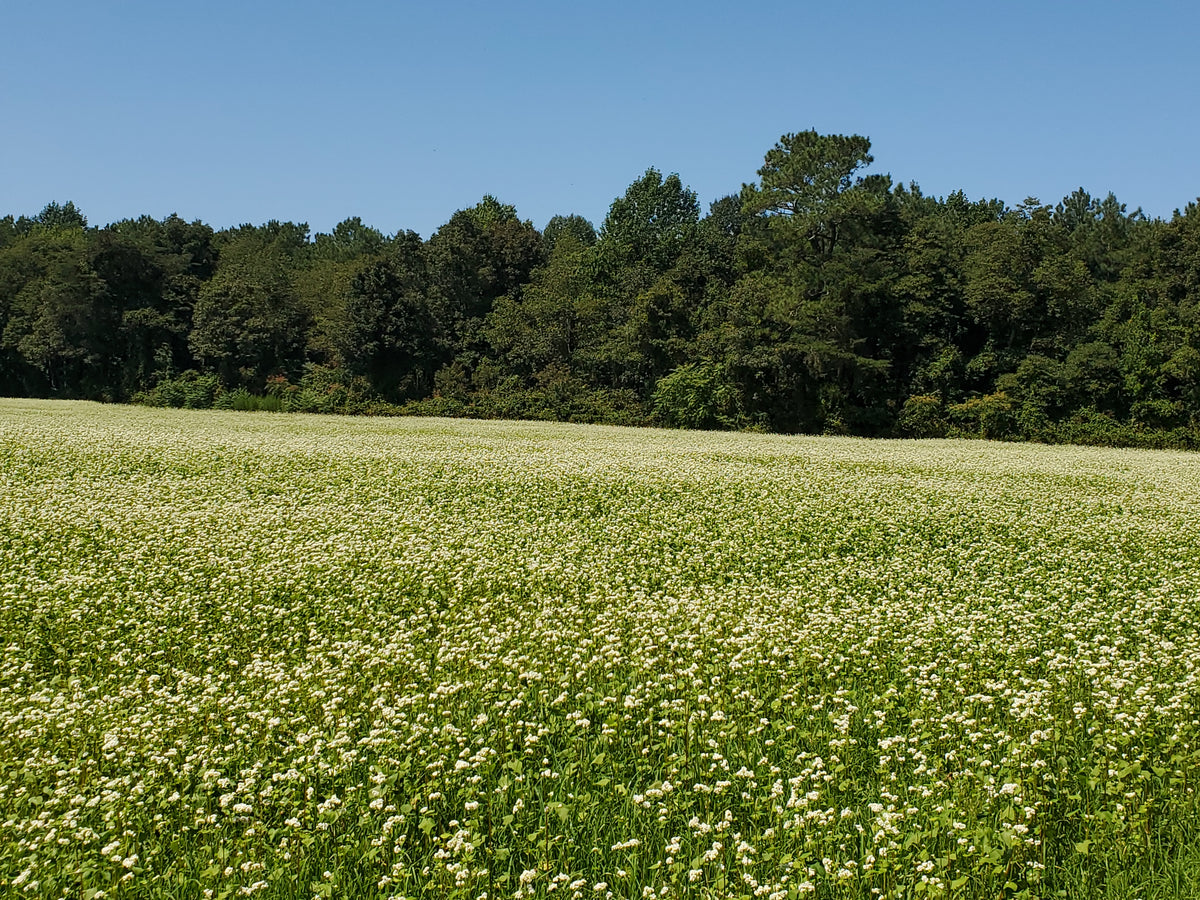 USDA Organic Buckwheat Seed