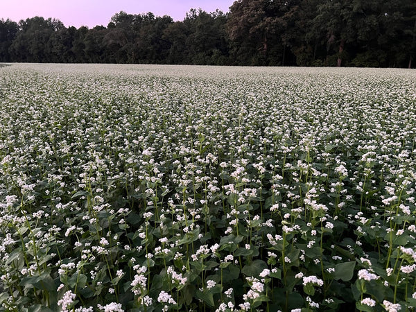 USDA Organic Buckwheat Seed